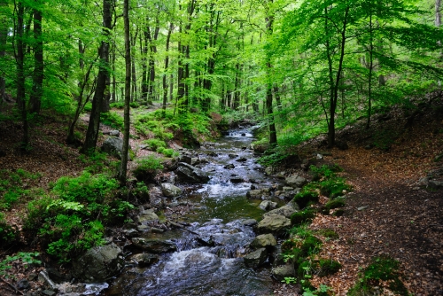 Statte,Solwaster,Sart-lez-Spa,Jalhay,Ardennen,provincie Luik